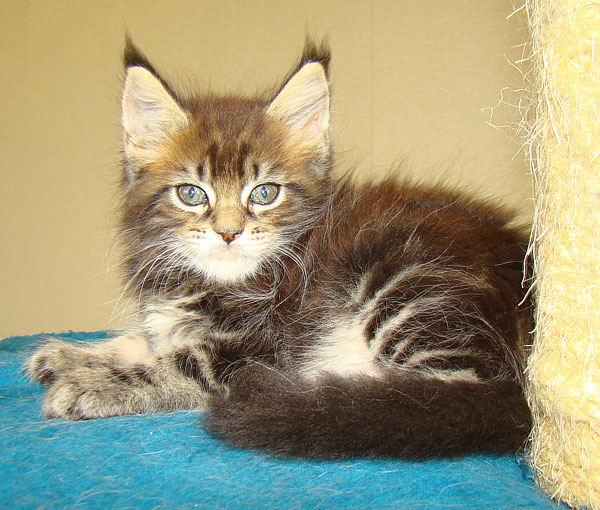  - Catsvill County,    ,   ,   ,   ,    ,   ,   ,  ,  ,   ,   ,   ,   ,   ,   ,  -,  -,  ,kittens maine coon, maine coon cattery, cats, cat,breed, kittens,     ,   ,    